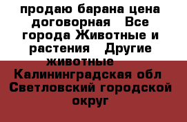 продаю барана цена договорная - Все города Животные и растения » Другие животные   . Калининградская обл.,Светловский городской округ 